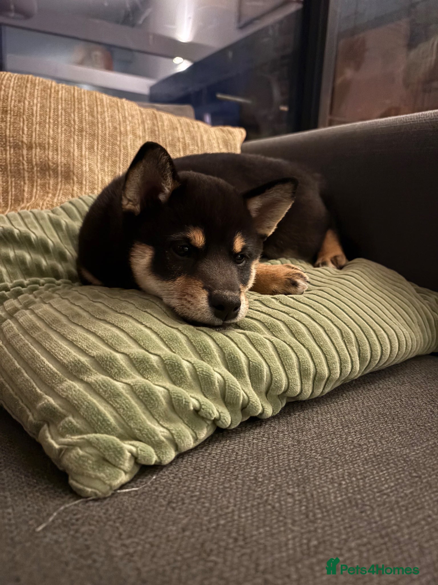 Japanese Shiba Inu dogs READY NOW ! Shiba Inu puppies - Advert 6