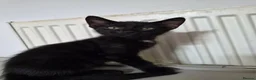 Mixed Breed cats for sale: Black and white mixed male cat  in Plymouth - Advert 8