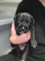 Cane Corso Puppy yellow