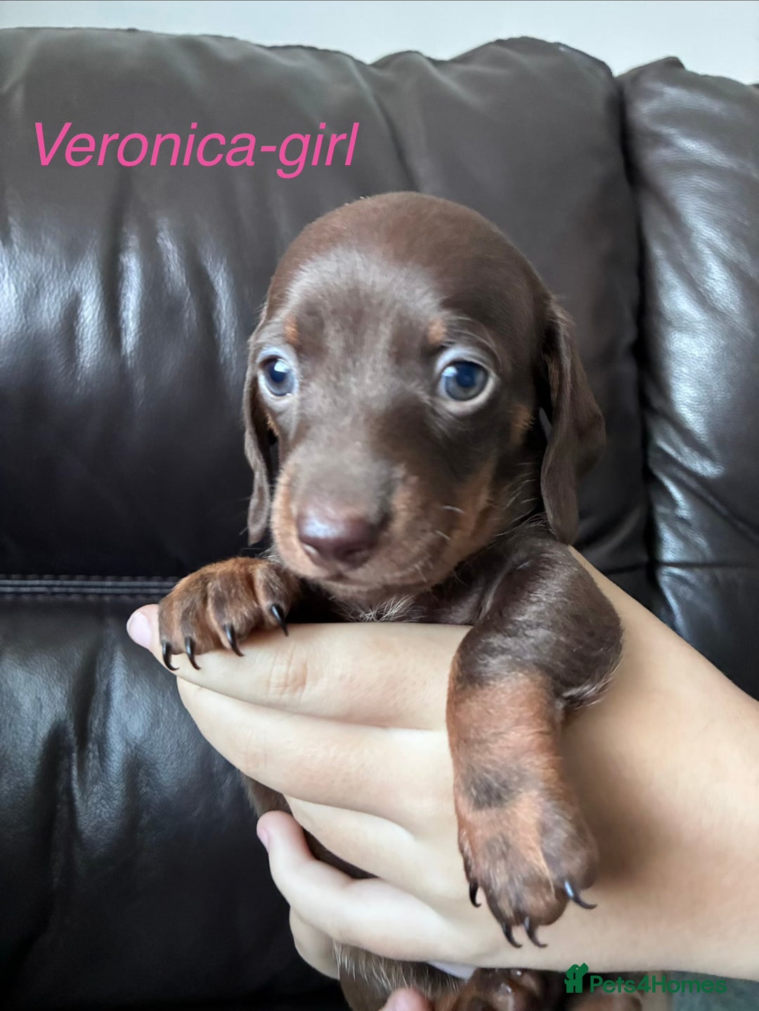 Miniature Dachshund dogs for sale: KC Miniature Dachshund puppies - Advert 7