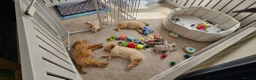 Mini Goldendoodle dogs for sale: F2B MINIATURE GOLDENDOODLES 🐾 FULLY VACCINATED ❤️ - Advert 24