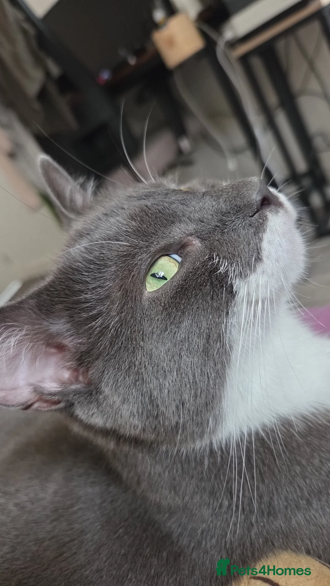 Domestic Shorthair cats for sale: Looking for a forever home for Mico🤍 - Advert 1