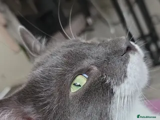 Domestic Shorthair cats Looking for a forever home for Mico🤍 - Advert 8