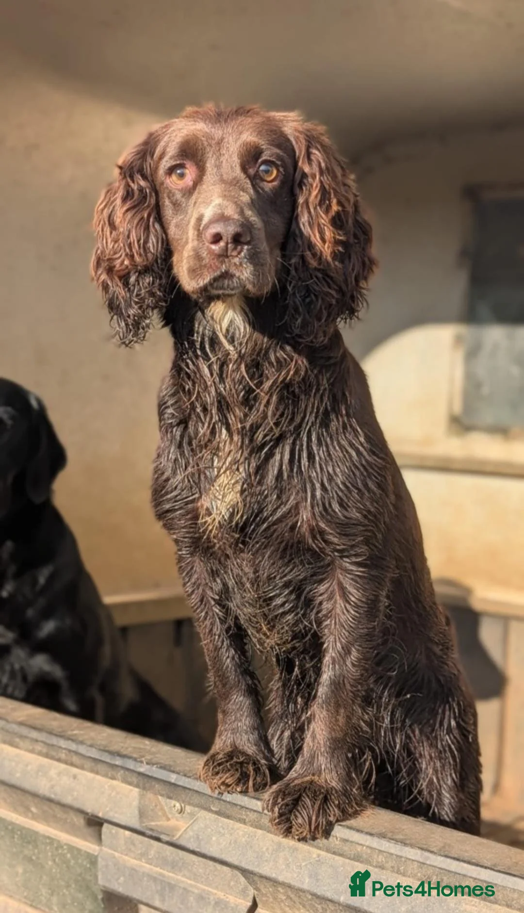 Cocker Spaniel dogs for sale: Cocker Spaniel pups. Working dogs. KC registered  - Advert 1