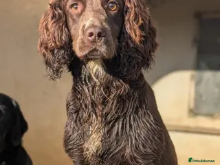Cocker Spaniel dogs Cocker Spaniel pups. Working dogs. KC registered - Advert 2