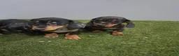 Miniature Dachshund dogs for sale: Miniature dapple dachshunds  - Advert 8