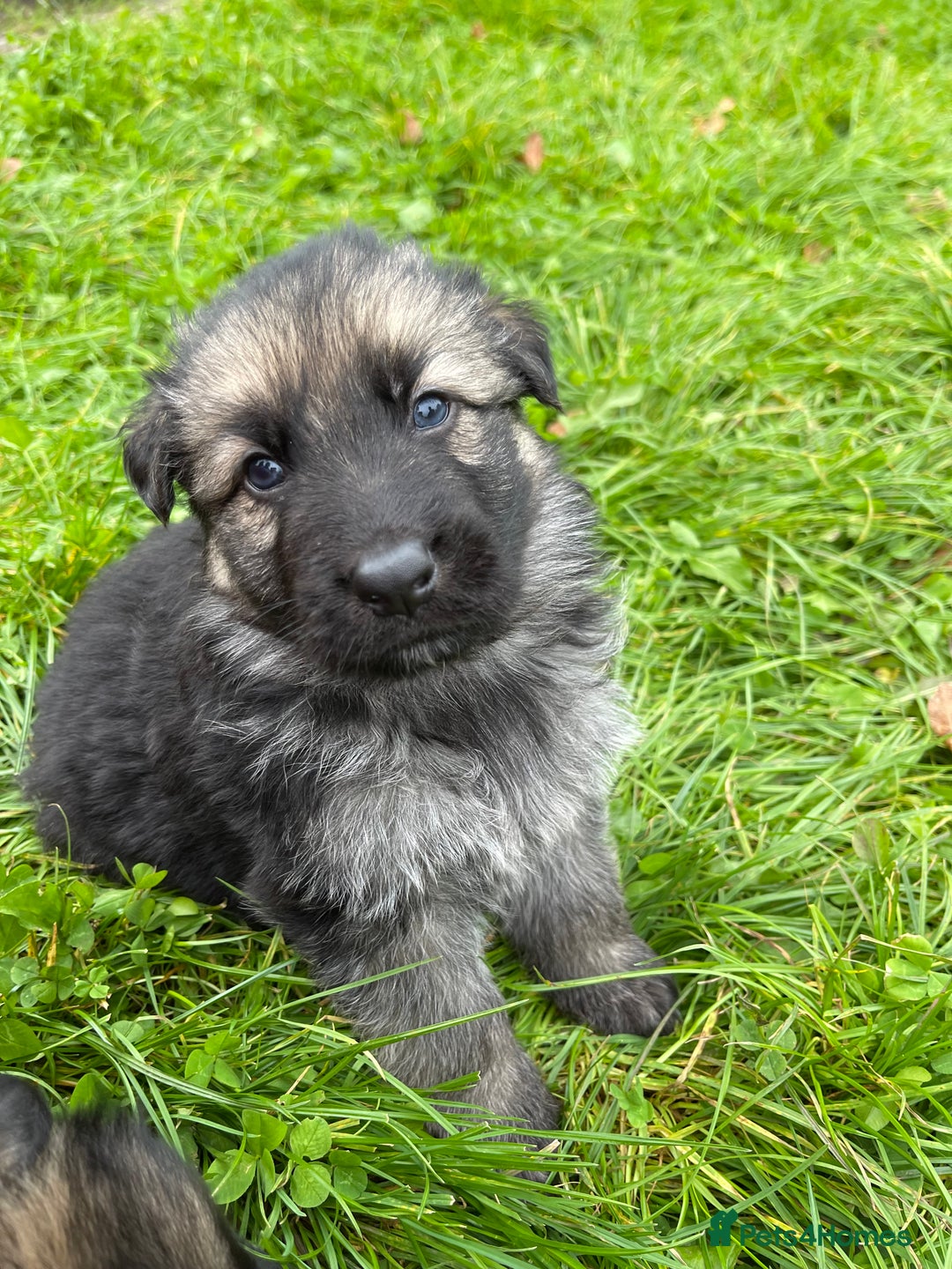 German Shepherd dogs for sale: Outstanding long coat German shepherd puppies  - Image 15