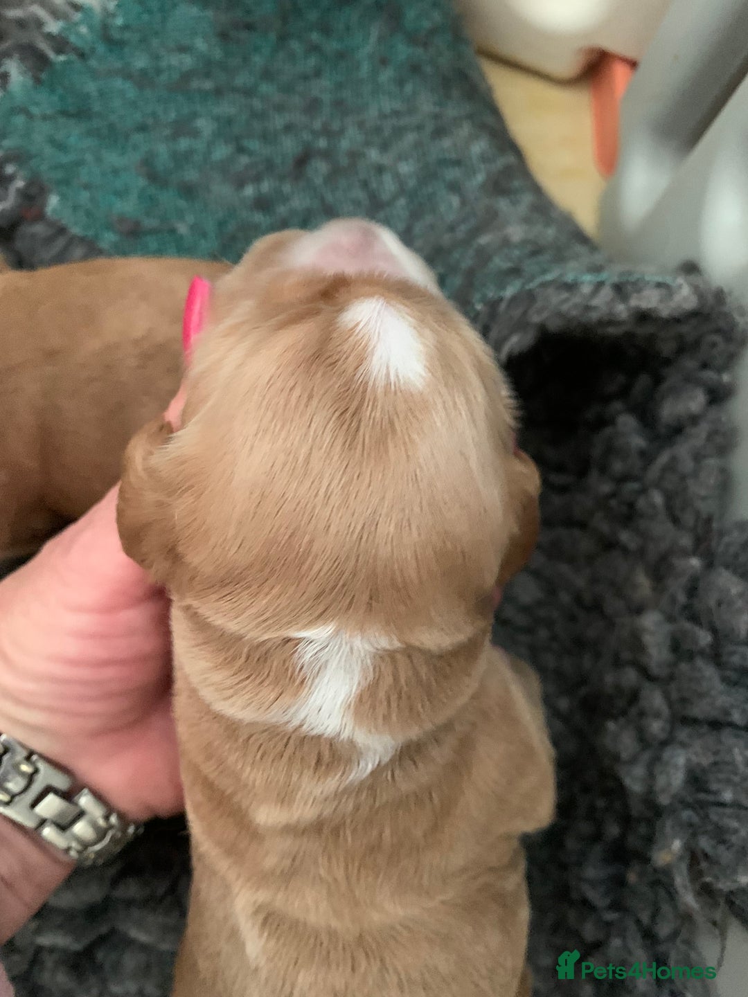Cocker Spaniel dogs for sale: KC Registered Quality Show Type Cocker Puppies   - Image 9