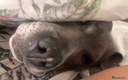 Staffordshire Bull Terrier dogs for sale: Blue staffy - Image 2