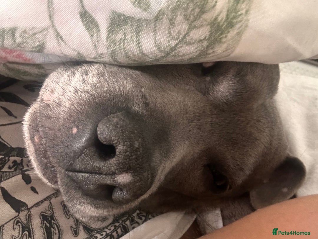 Staffordshire Bull Terrier dogs for sale: Blue staffy - Image 2