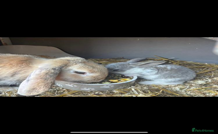 French Lop rabbits - Advert 2