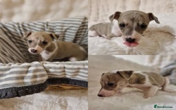 Whippet dogs for sale: Small KC Whippets Looking 4 Their 4ever Homes - Image 5