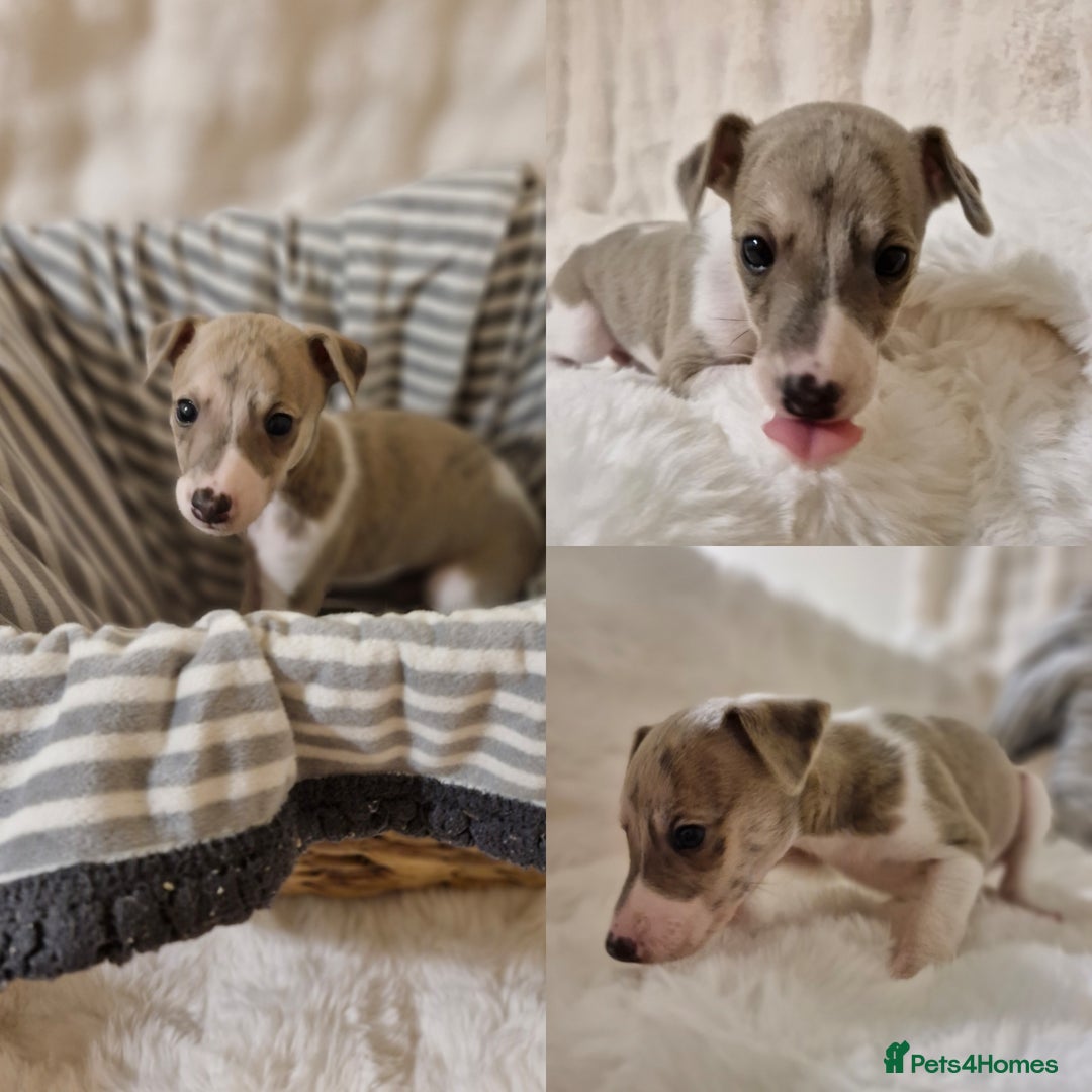 Whippet dogs for sale: Small KC Whippets Looking 4 Their 4ever Homes - Image 5