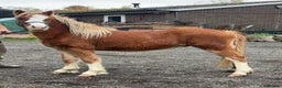 Welsh Section B horses for sale: Nay nay - Advert 1