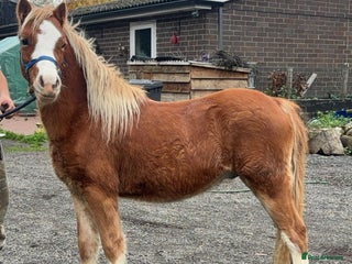 Welsh Section B horses Nay nay - Advert 1