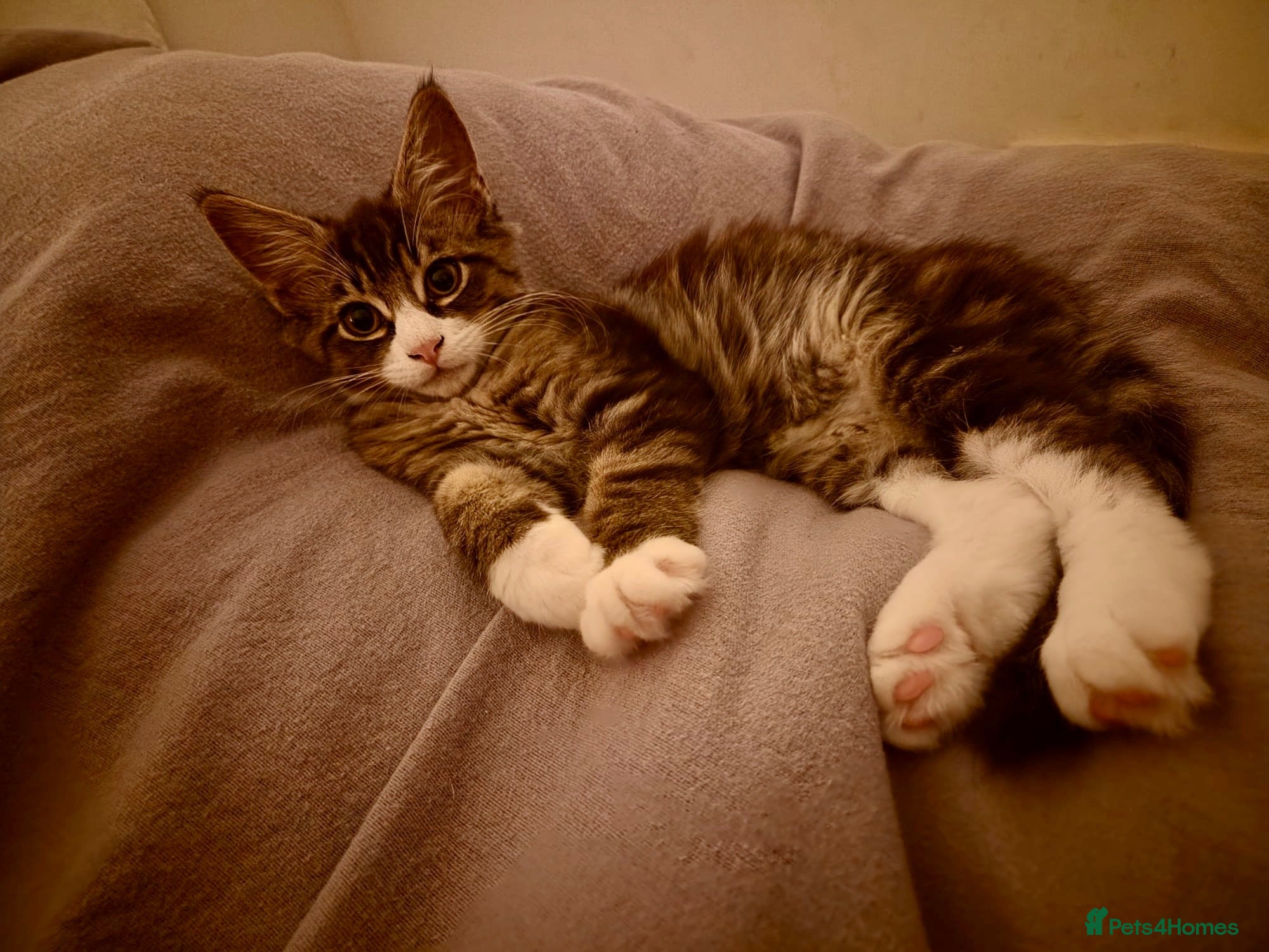 Mixed Breed cats READY TO GO !!! Mixed breed Maine Coons  - Advert 17