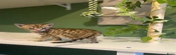 Savannah cats for sale: 🏵️ WORLDS BEST LINES 🏵️ Savannah F2 & F3 Kittens - Advert 30