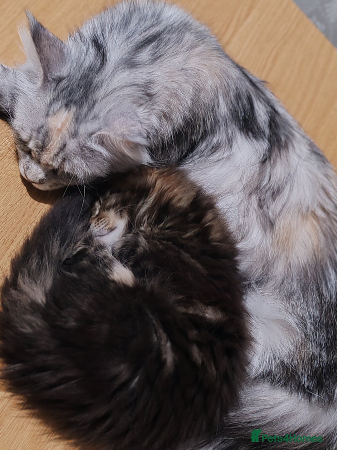 Maine Coon cats for sale: V. Vilma  - Advert 3