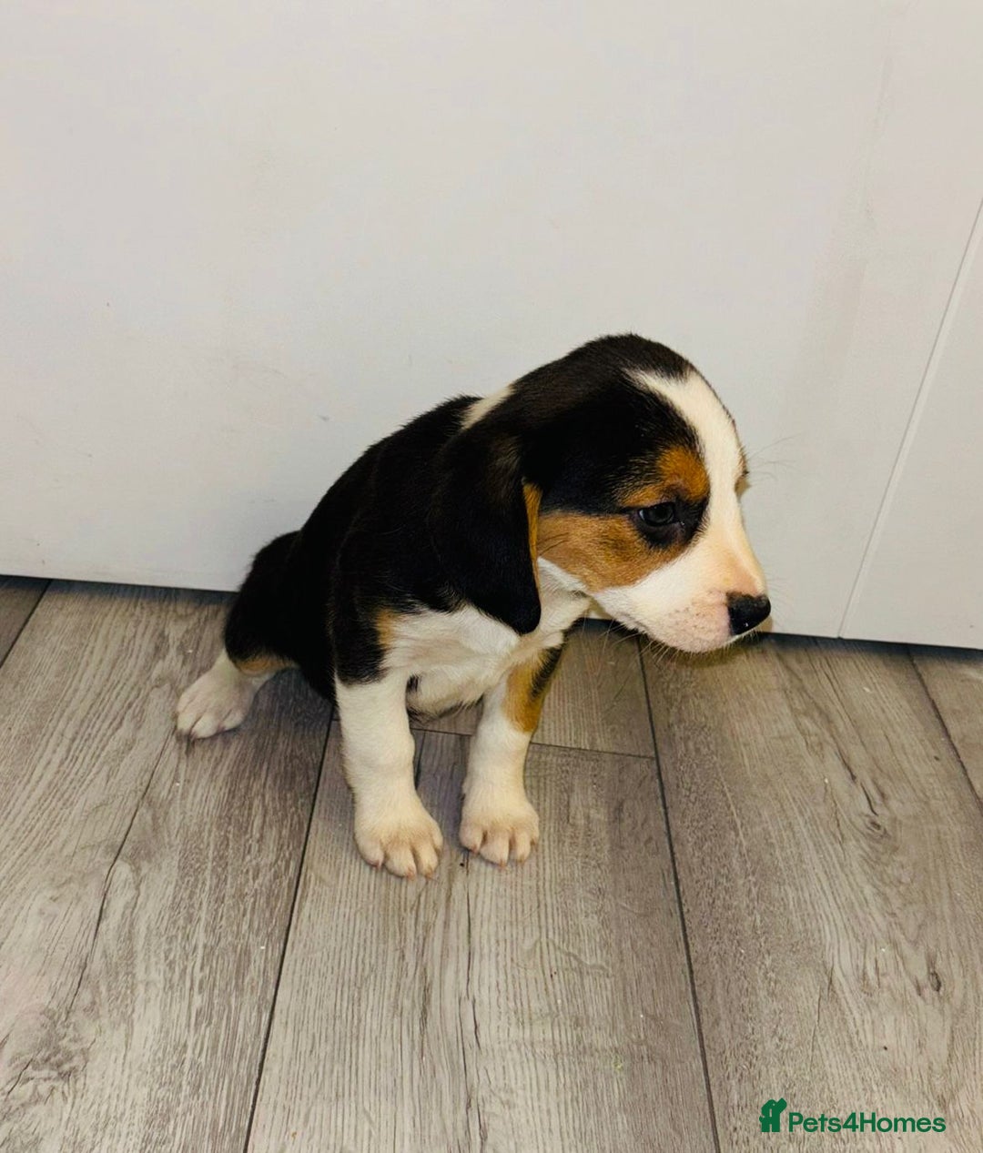 Beagle dogs for sale: Beagle Puppies - Advert 5
