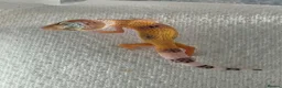 Gecko reptiles for sale: Lepord gekos black night x tangerine babys in Tiverton - Advert 11