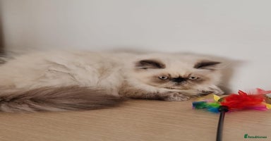 Persian cats - Advert 3
