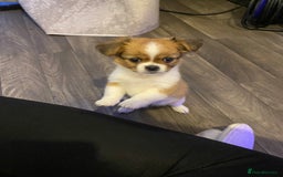 Mixed Breed dogs for sale: Looking for a loving home for our girl - Image 4