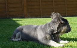 French Bulldog dogs for sale: Exceptional KC Fluffy French Bulldog Puppies - Image 5