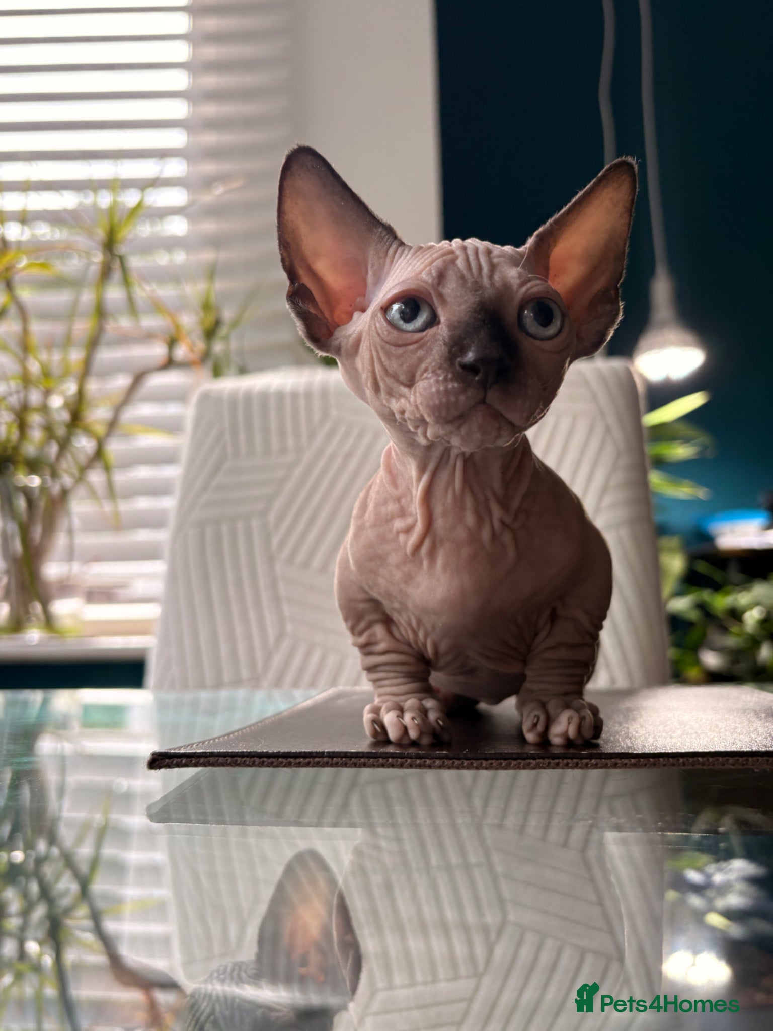 Sphynx cats Sphynx bambino kittens available 🐈‍⬛🐈 - Advert 2