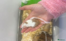 Mouse rodents for sale: MALE Mice - Advert 3