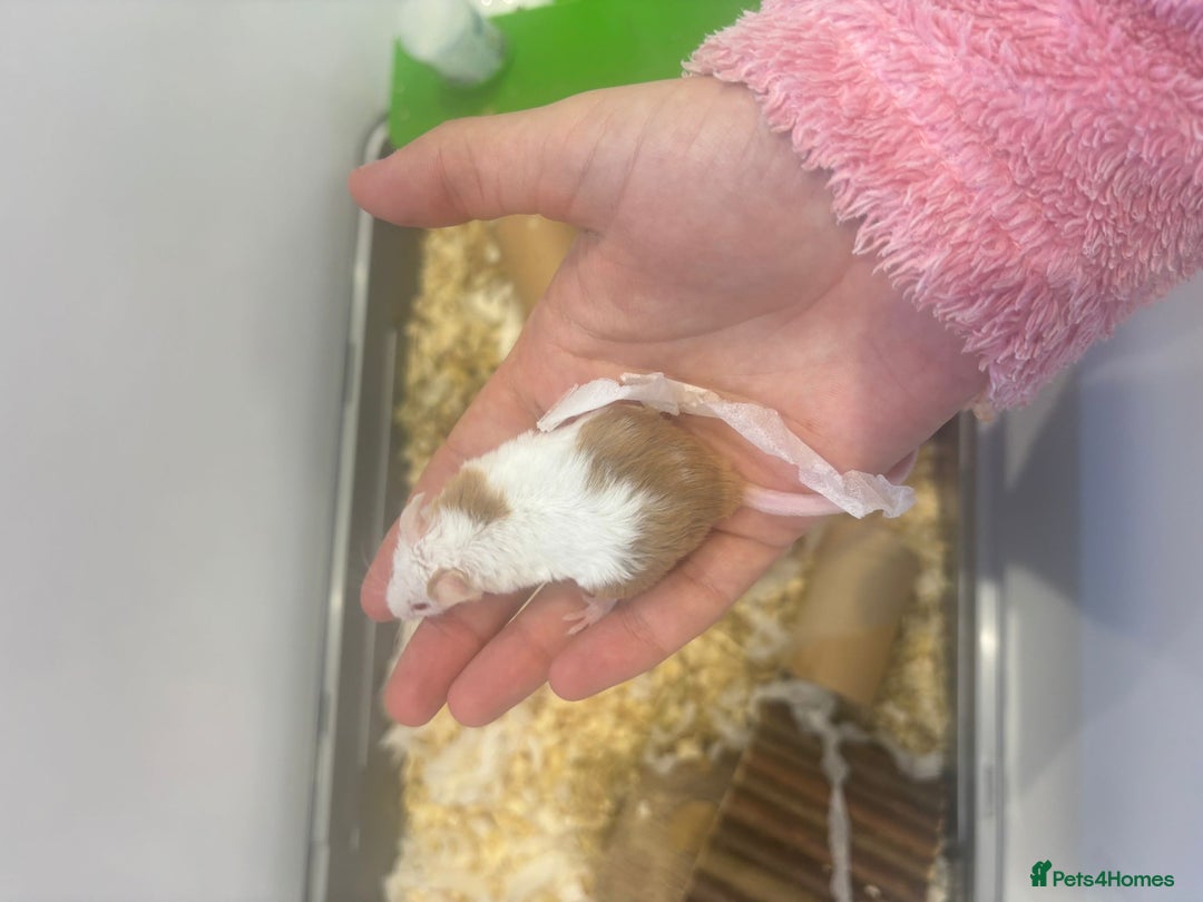 Mouse rodents for sale: MALE Mice - Advert 3