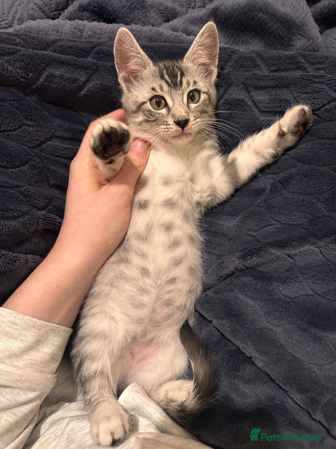 Maine Coon cats for sale: Bengal x Maine Coon kitten - Image 5