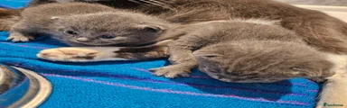 British Shorthair 2