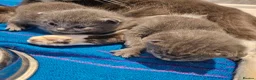 British Shorthair cats for sale: BSH kittens  - Advert 6