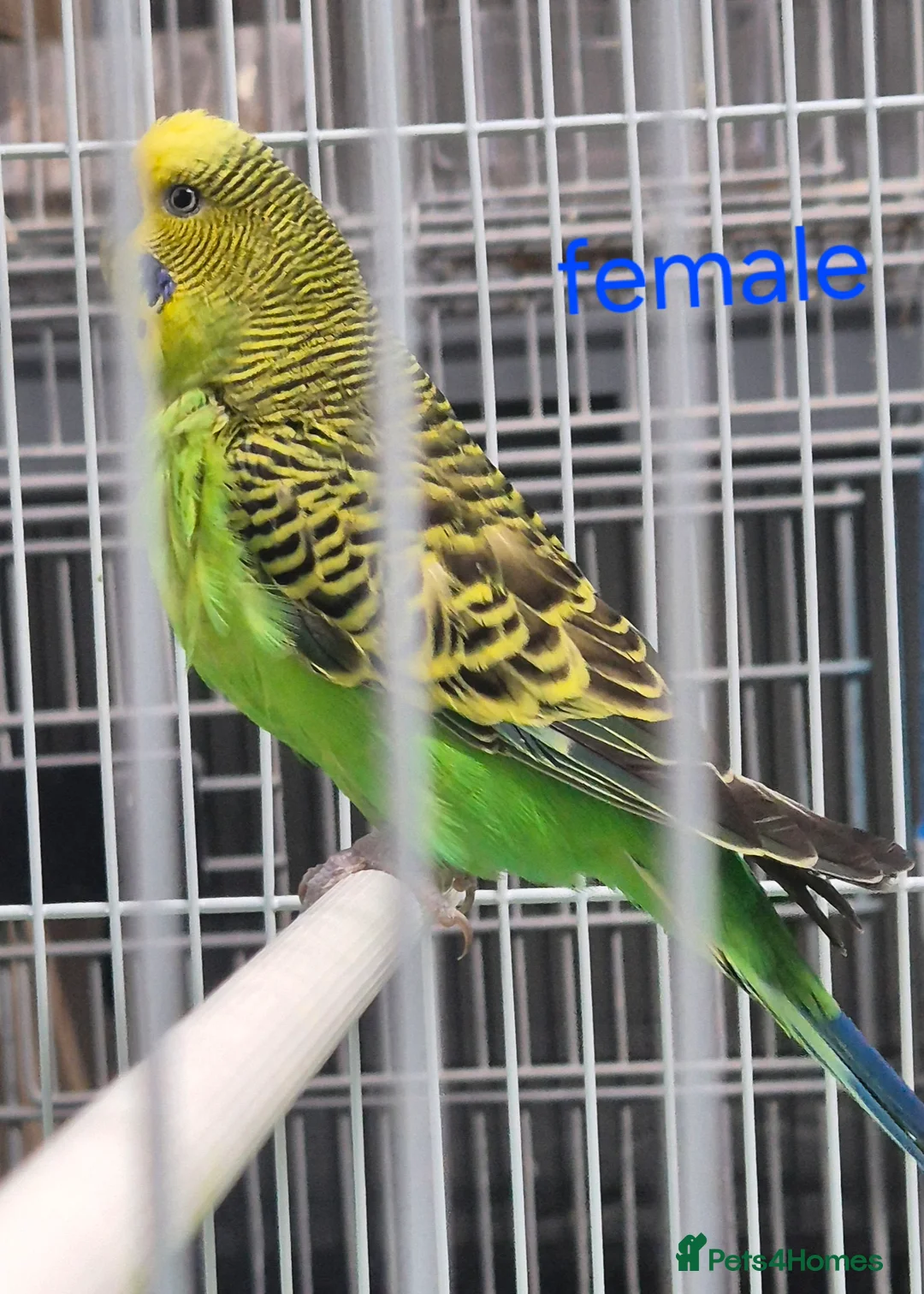 Budgerigars birds for sale: Budgies available for new homes - Advert 4