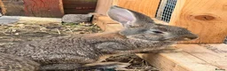 Continental Giant rabbits for sale: Giant conti with giant french lop - Advert 21
