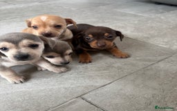 Chiweenie dogs for sale: CHIWEENIE PUPS READY 10TH NOVEMBER  - Image 5