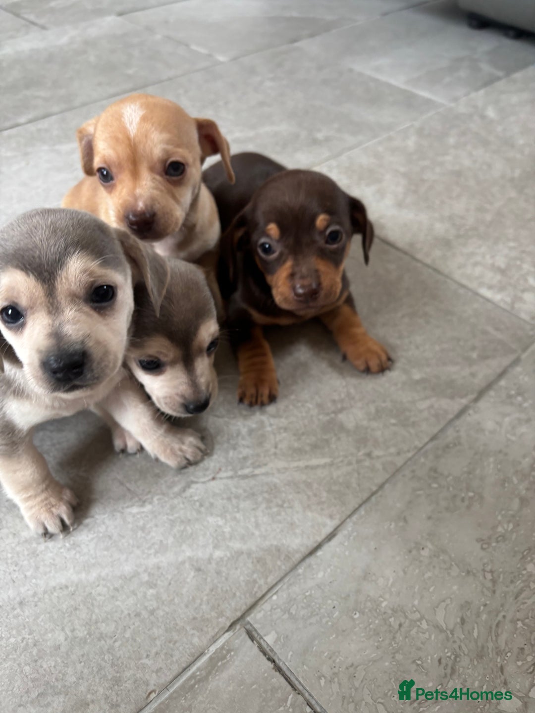 Chiweenie dogs for sale: CHIWEENIE PUPS READY 10TH NOVEMBER  - Image 5