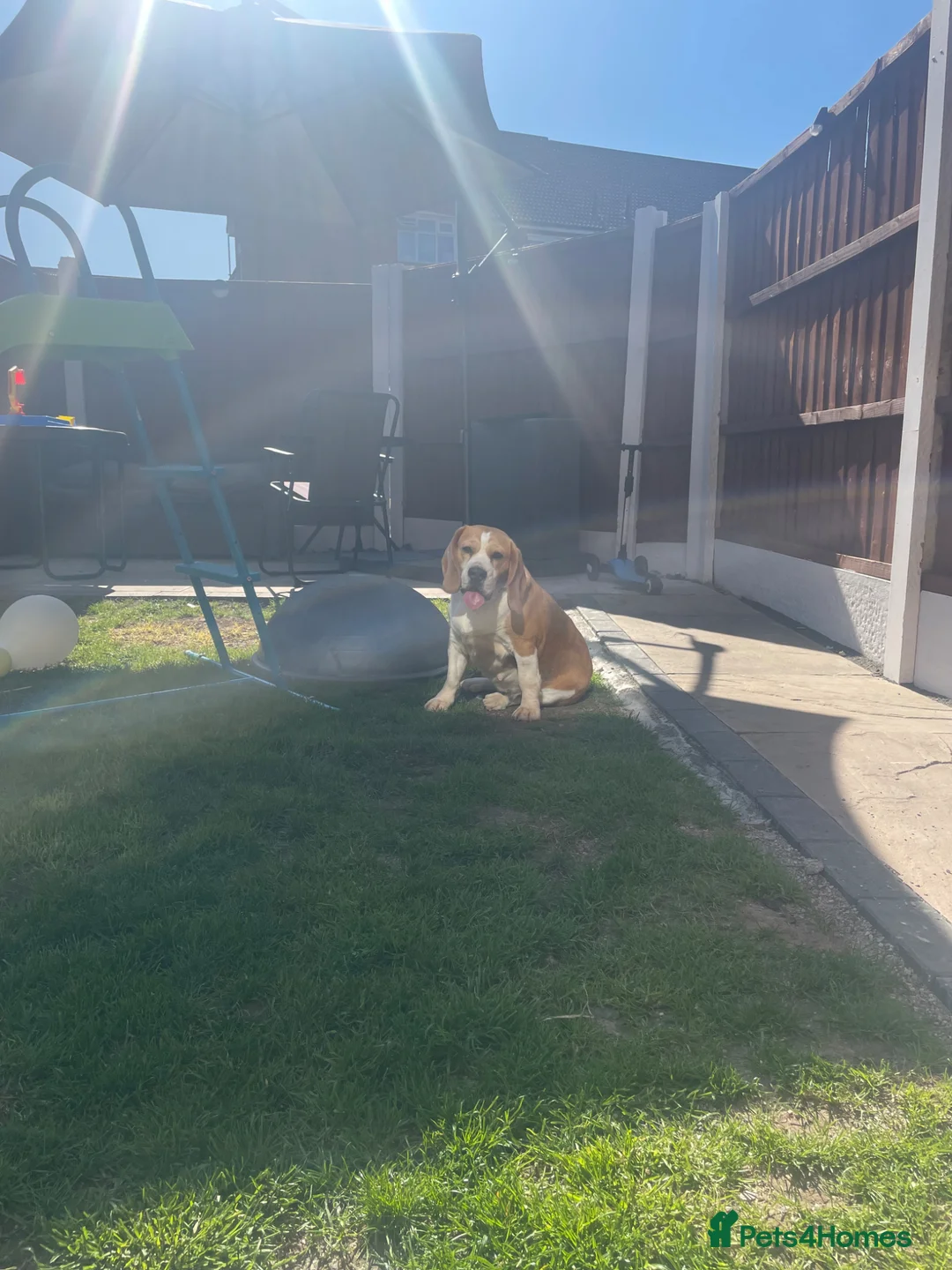 Beagle dogs for sale: Beagle  - Advert 2