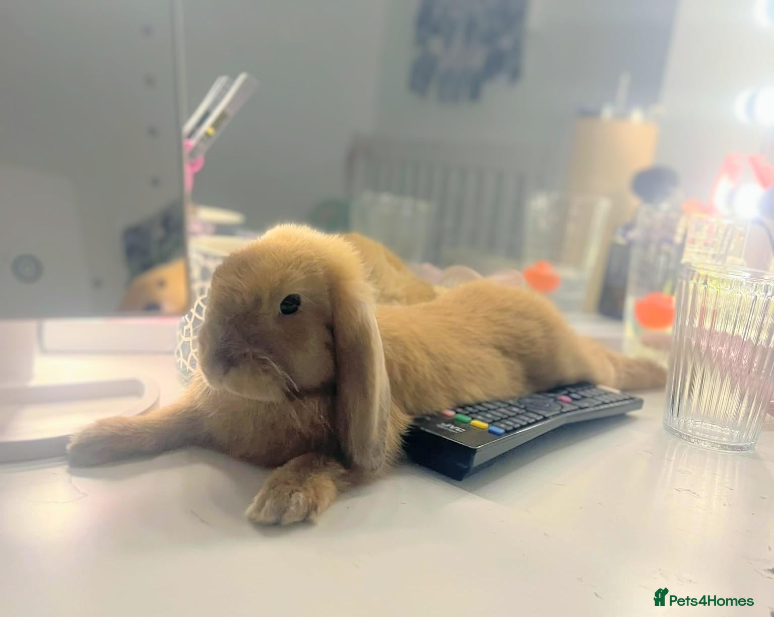 Mini Lop rabbits Gorgeous Male Mini Lop - Advert 5
