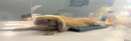 Mini Lop rabbits for sale: Gorgeous Male Mini Lop - Advert 1