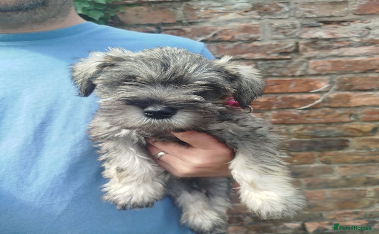 Miniature Schnauzer dogs - Advert 5