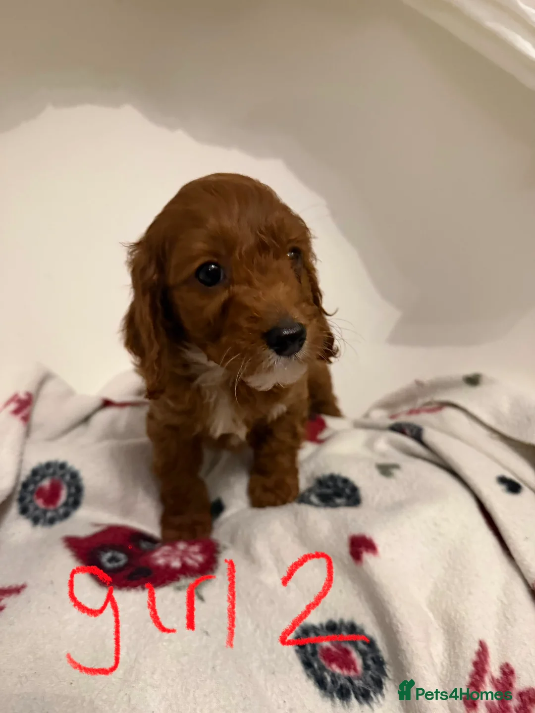 Cockapoo dogs for sale: F1 cockerpoo puppies ready to leave next Thursday - Advert 1
