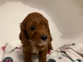 Cockapoo dogs F1 cockerpoo puppies ready to leave next Thursday - Advert 1