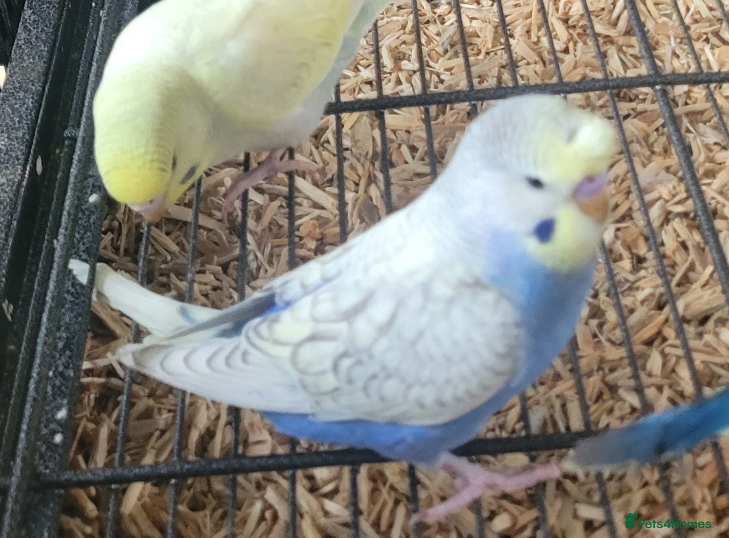 Budgerigars birds Semi to tame baby Budgies  - Advert 2