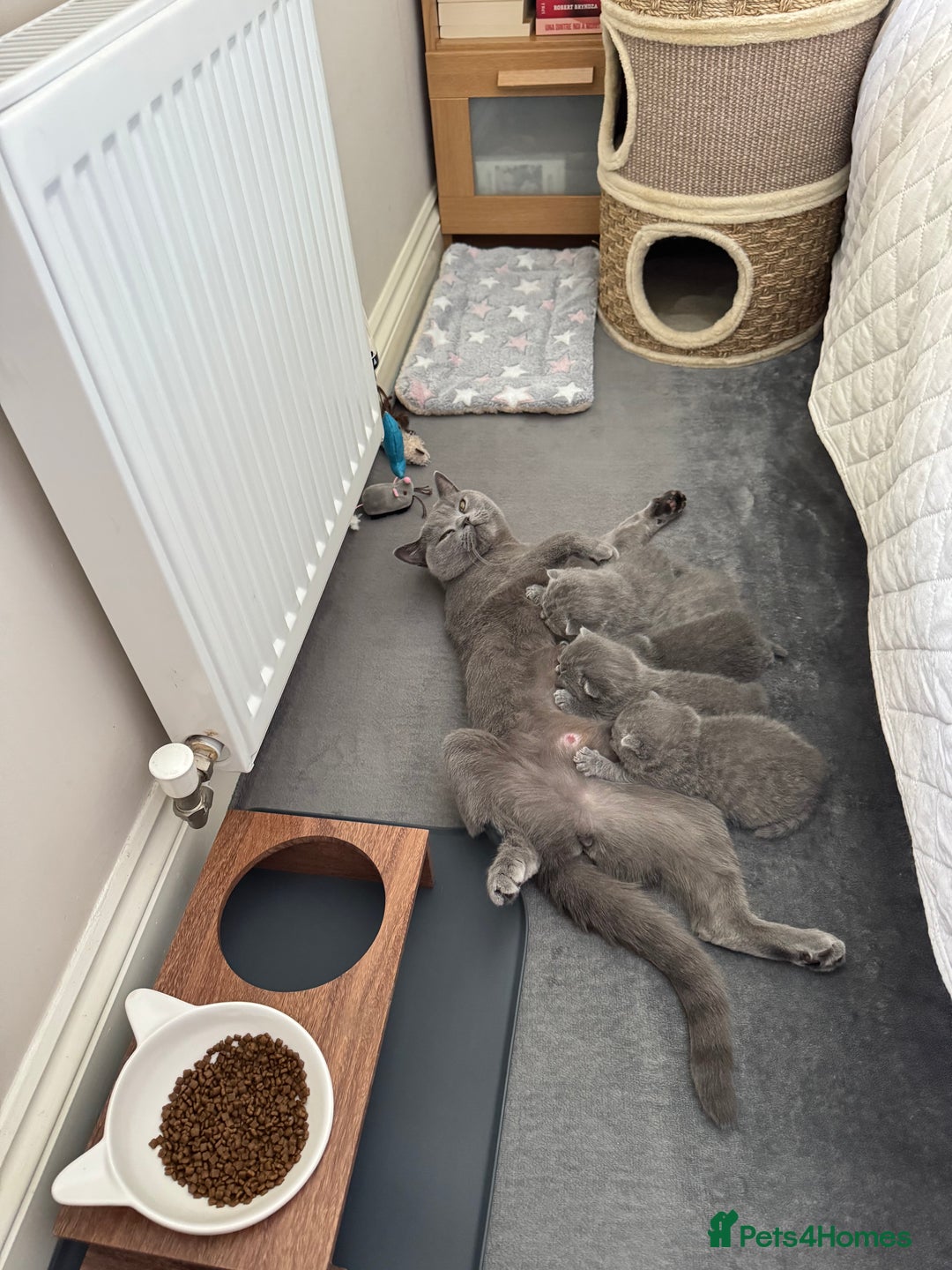 British Shorthair cats for sale: British Shorthair Blue Kittens - Image 21