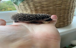 Pygmy Hedgehog rodents for sale: 🎄 Christmas Hoglets | New Litter in the Nest 🦔 - Image 9