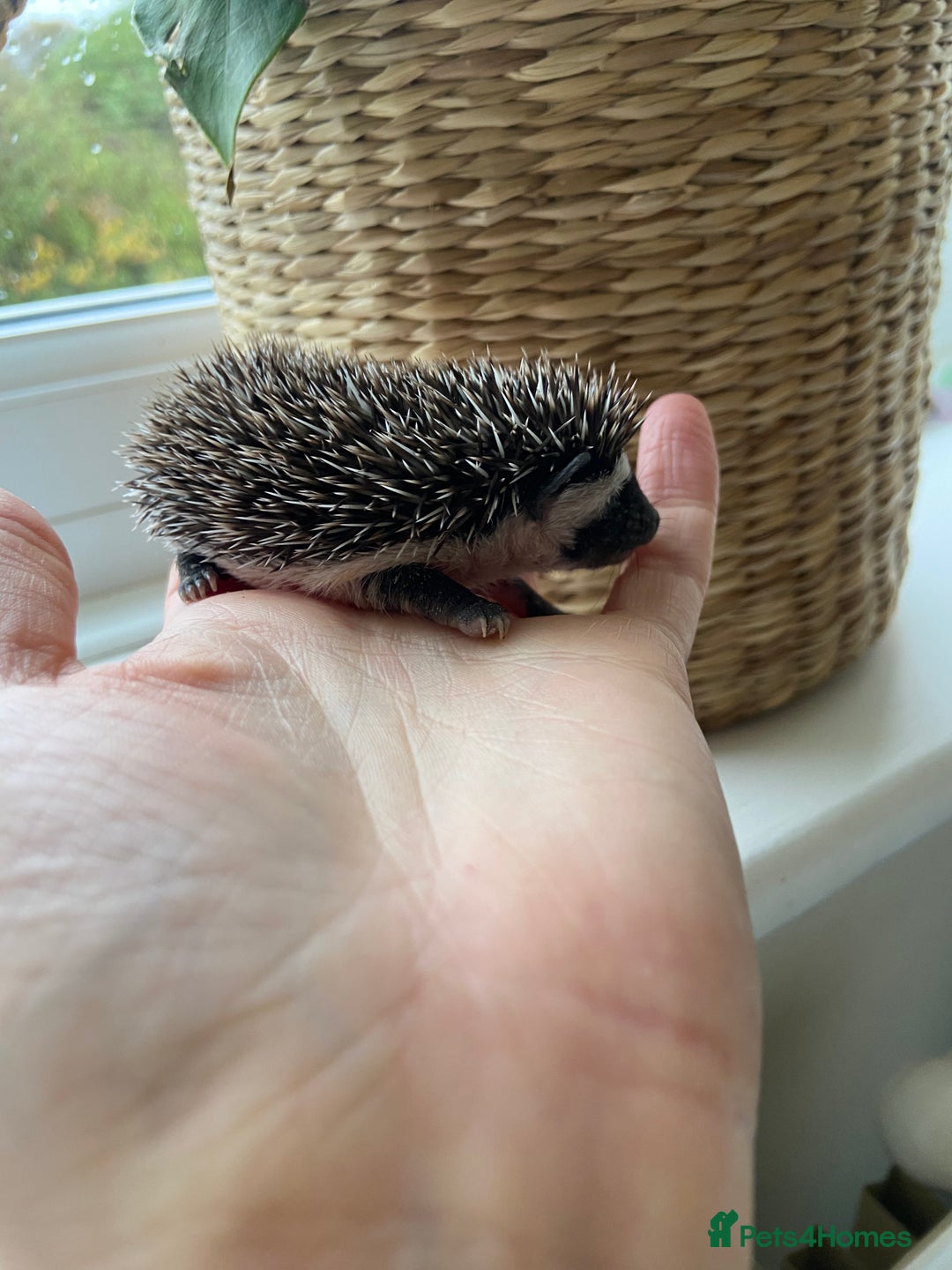 Pygmy Hedgehog rodents for sale: 🎄 Christmas Hoglets | New Litter in the Nest 🦔 - Image 9