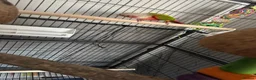 Conures birds for sale: Pineapple conure in Shildon - Advert 4