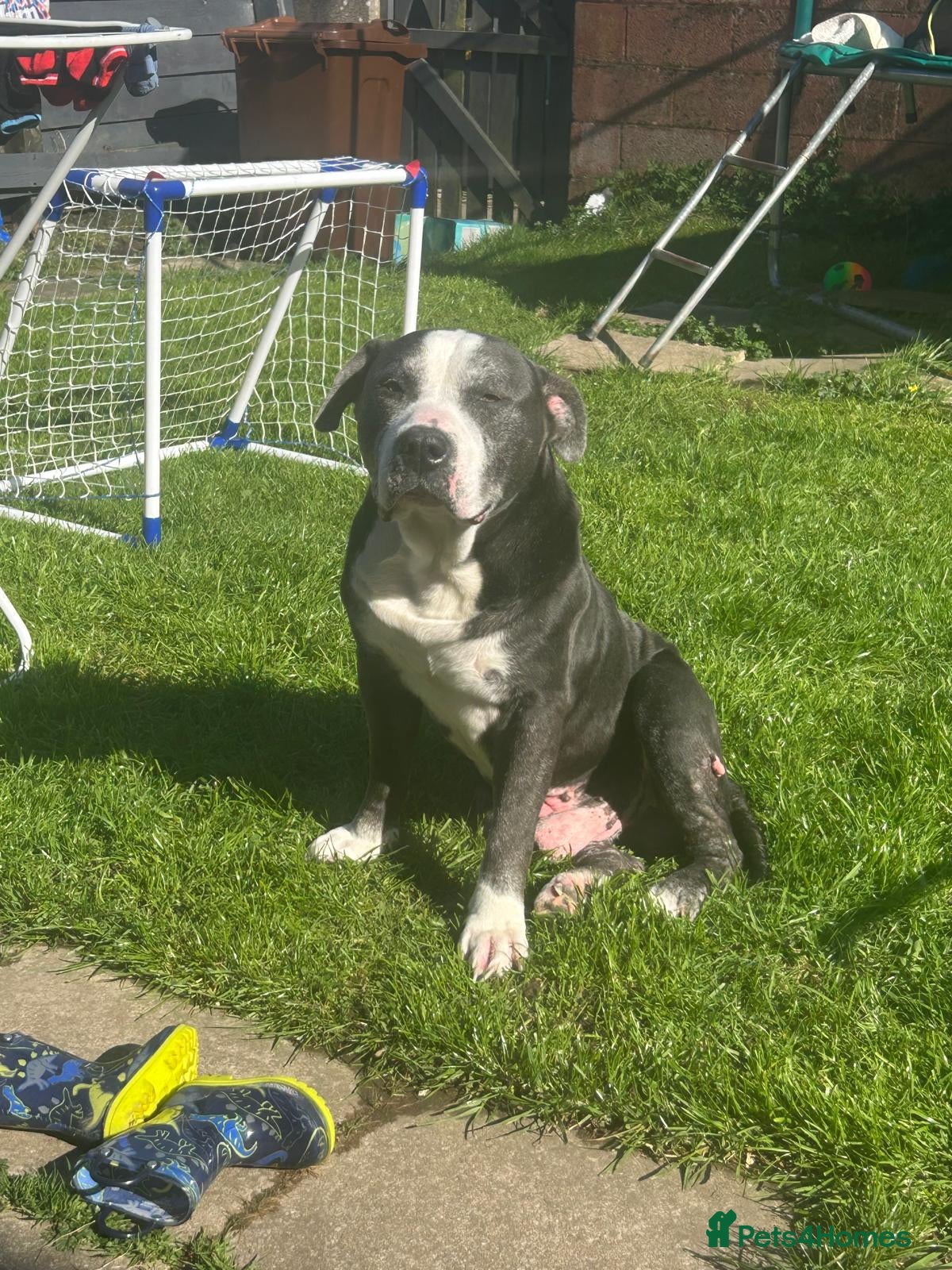 Mixed Breed dogs Tyson, soft bulldog/boxer - Advert 6