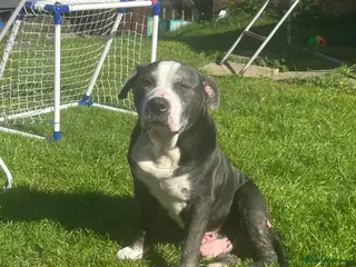 Mixed Breed dogs Tyson, soft bulldog/boxer - Advert 6